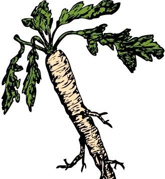 Salsify Food Plants Root clip art