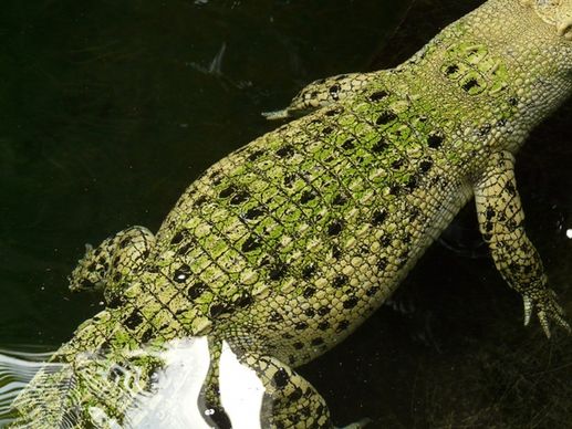 saltwater crocodile crocodile reptile