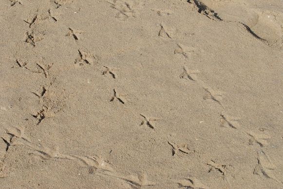 sand bird footmark
