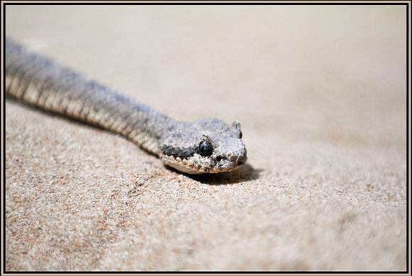 sand snake