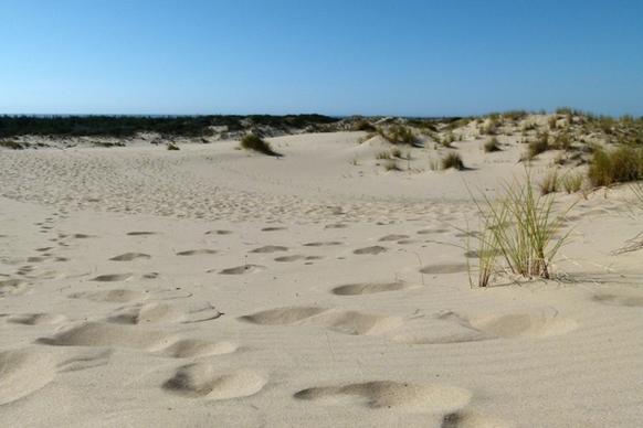 sand tracks sea grass