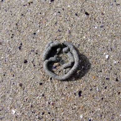 sand worm sand worm