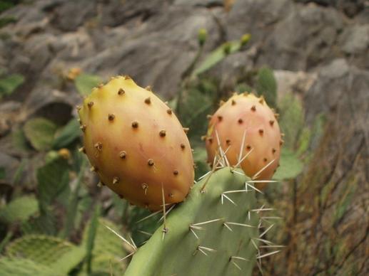 sardinia prickly pear cactus