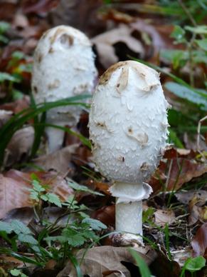 schopf coprinus mushrooms comatus