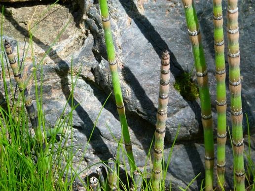 scouring rush horsetail plant rock