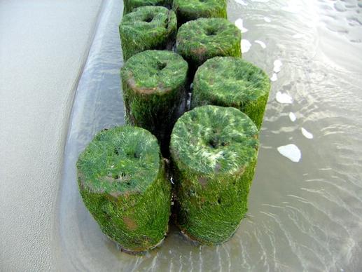 sea bungalow seaweed
