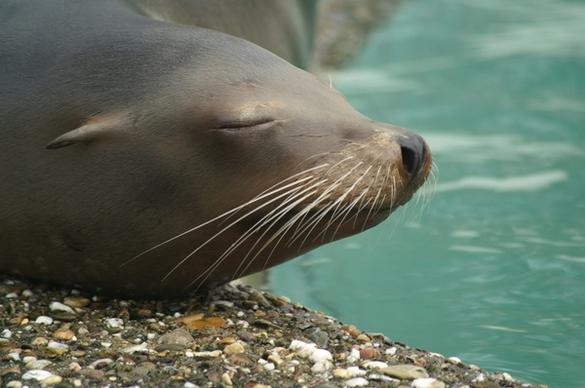 sea lion sea lions california