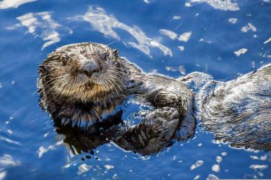 sea otter picture cute realistic