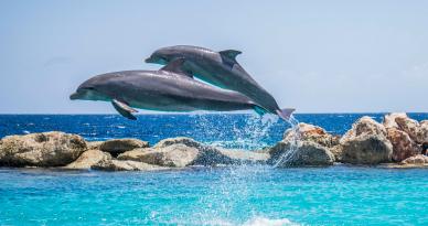 sea scenery picture dynamic playful dolphins scene