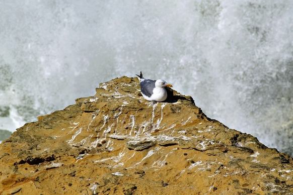 seagull bird rock