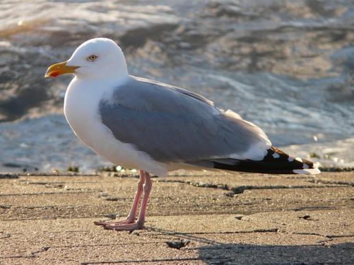 seagull herring gull fluffed up