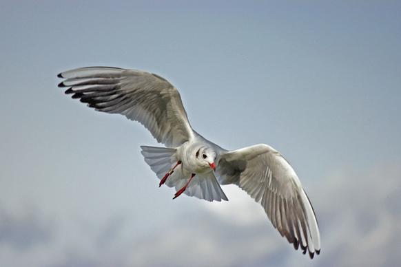 seagull lake balaton nature