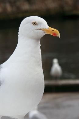 seagull looking