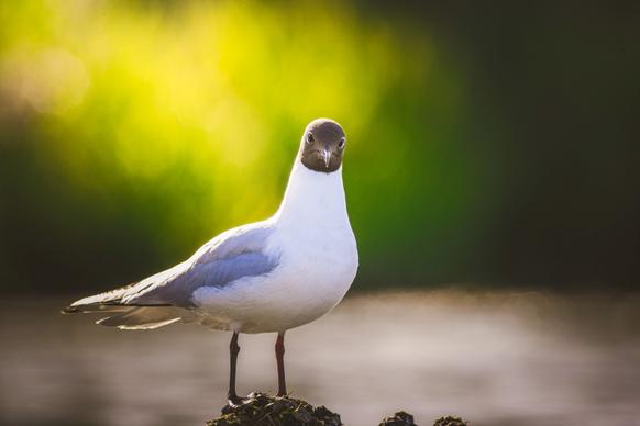 seagull picture cute closeup contrast