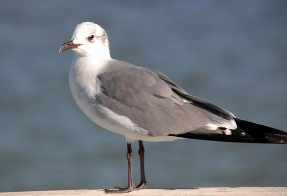 seagull sea gull gull