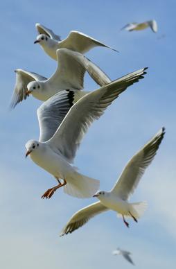 seagulls flock picture dynamic realistic