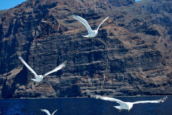 seagulls flying ocean