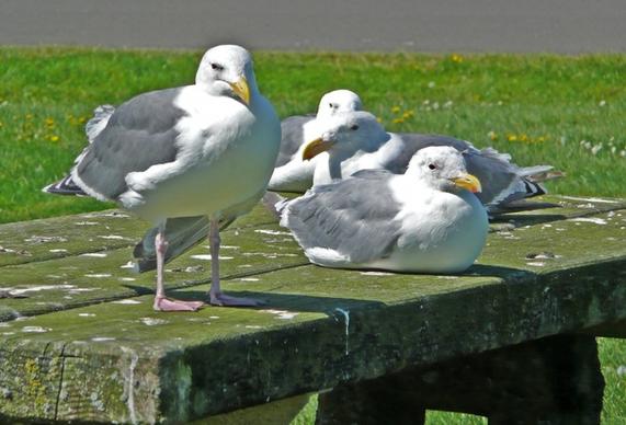 seagulls waterbirds birds