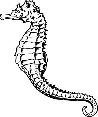Seahorse clip art