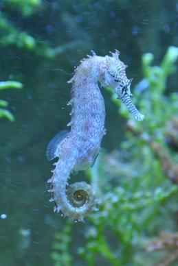 seahorse fish water