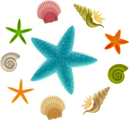 seashell and starfish collections
