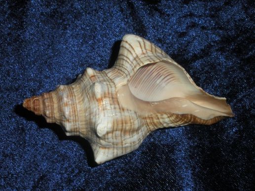 seashell decorative light colours
