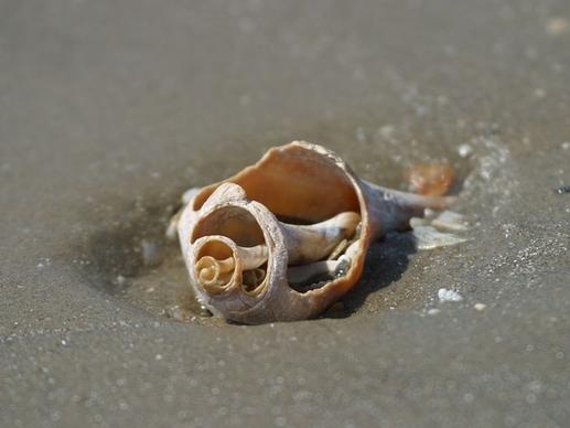 seashell shell seashore