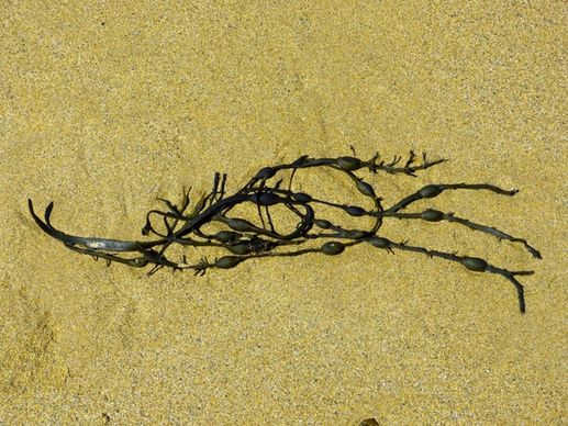 seaweed bladder kelp algae