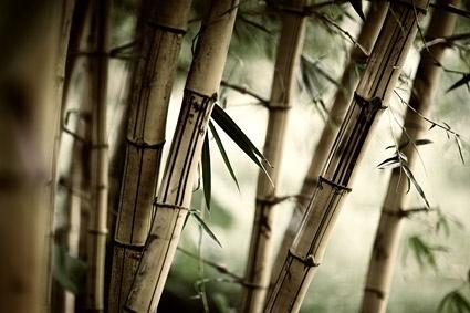 secluded bamboo forest picture