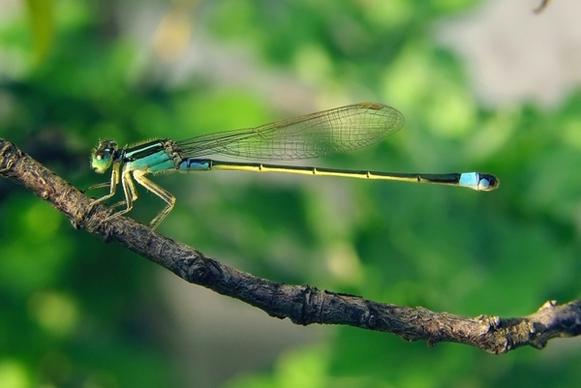 senegal-pechlibelle dragonfly ischnura senegalensis