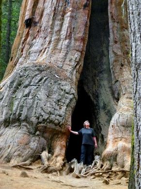 sequoia tree nature tourist attraction