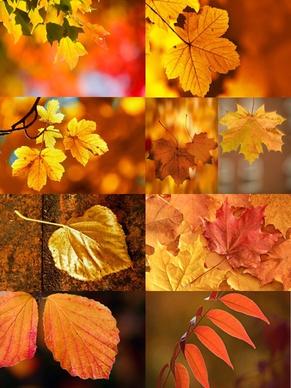 series 1 of the beautiful autumn leaves hd pictures