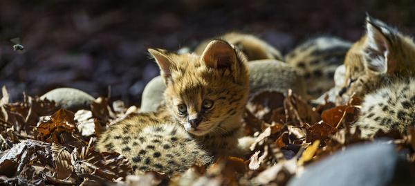 serval babies together