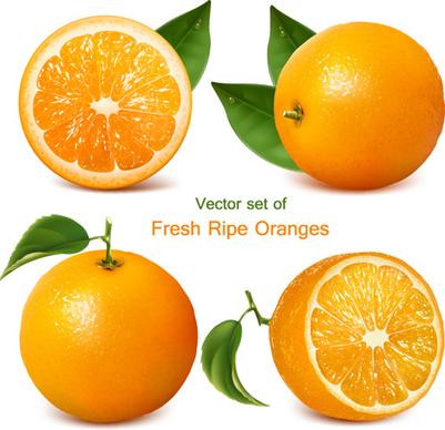 set of realistic fruit elements vector