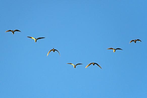 seven flying birds