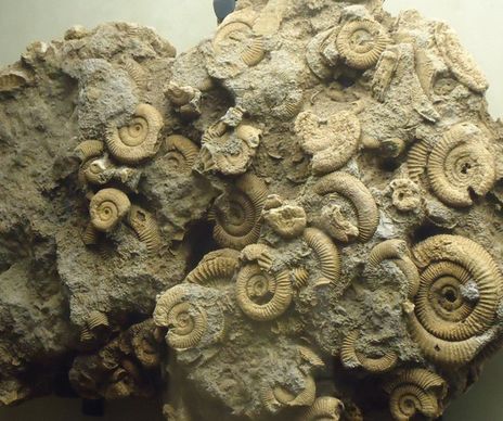 several small ammonites preserved on rock