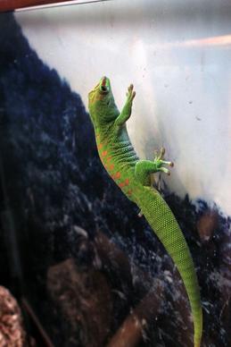 seychelles island day gecko