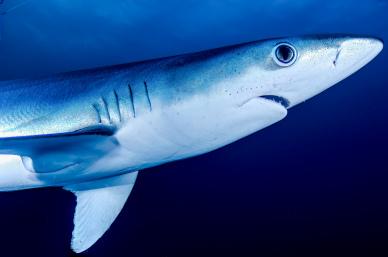 shark backdrop picture contrast closeup