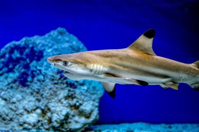 shark picture backdrop realistic dynamic