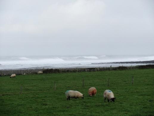 sheep by the sea