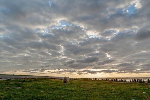 sheep clouds