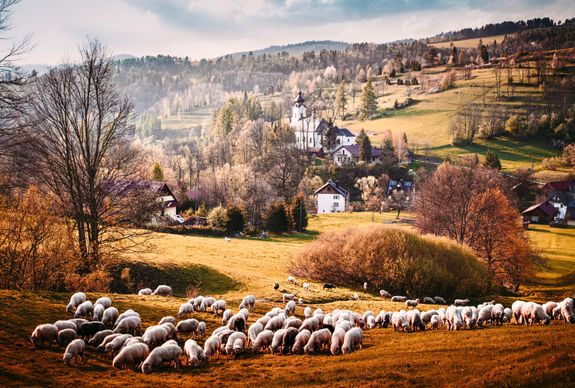 sheep grazing picture elegant meadow hill scene 