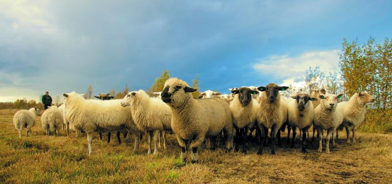 sheep herd pasture picture elegant realistic 
