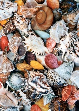 shell mussels colorful