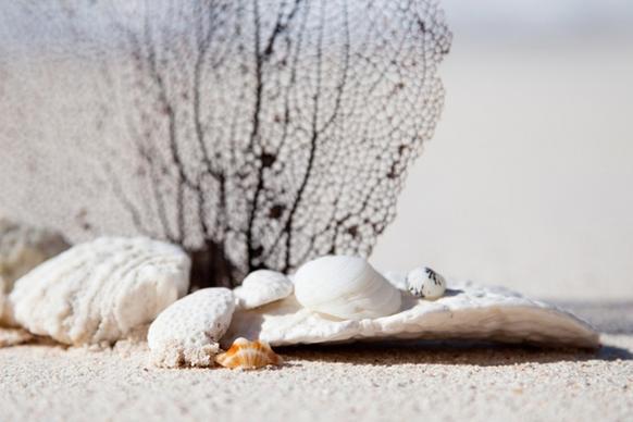 shells and corals on beach