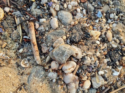 shells and rocks on sand
