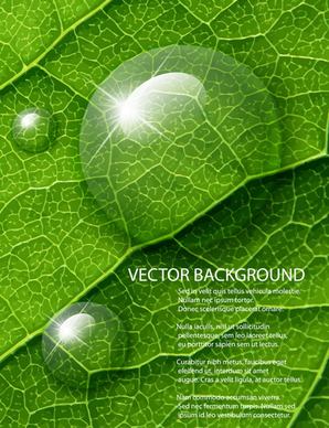 shiny green leaves background design vector