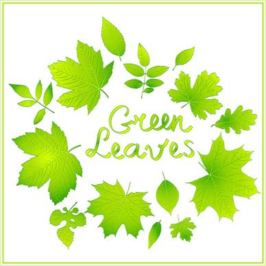 shiny green leaves vector background