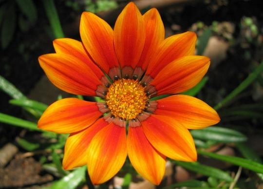 shiny sun flower