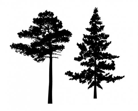 silhouette pine tree